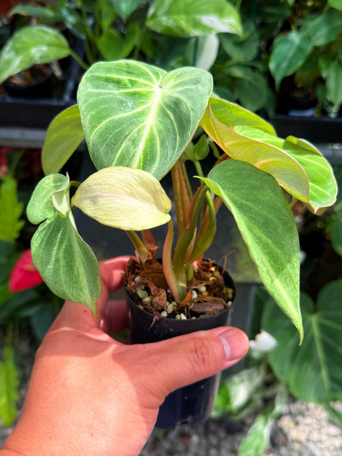 Philodendron 'Tinker Belle' I49