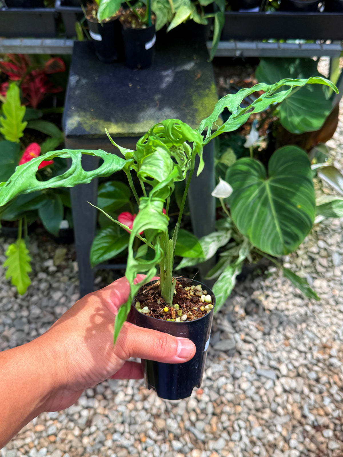 Monstera obliqua 'Peru' V22
