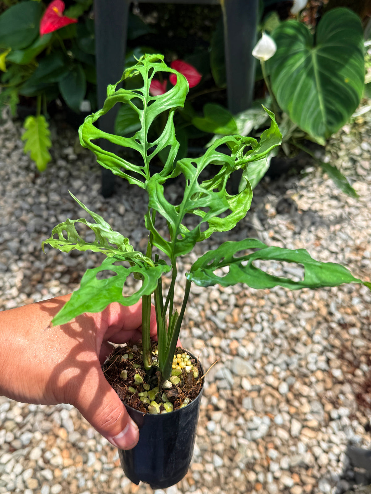Monstera obliqua 'Peru' V21