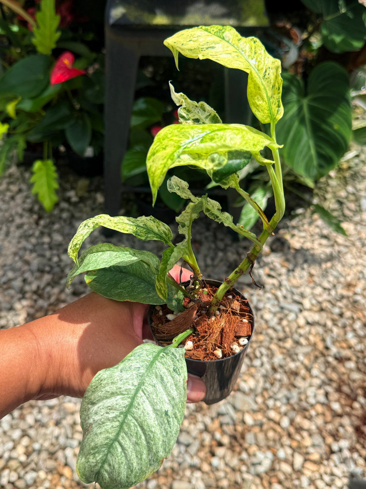 Rhaphidophora 'Puberula Variegata' - Hight Variegated V17
