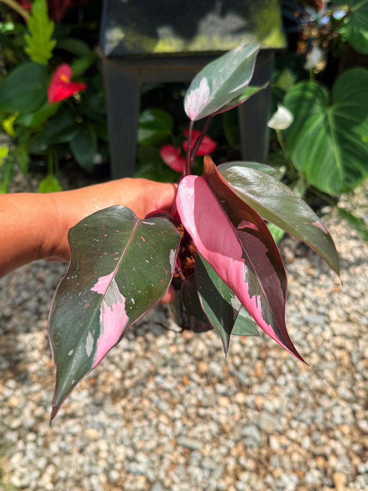 Philodendron 'Pink Princess' V16