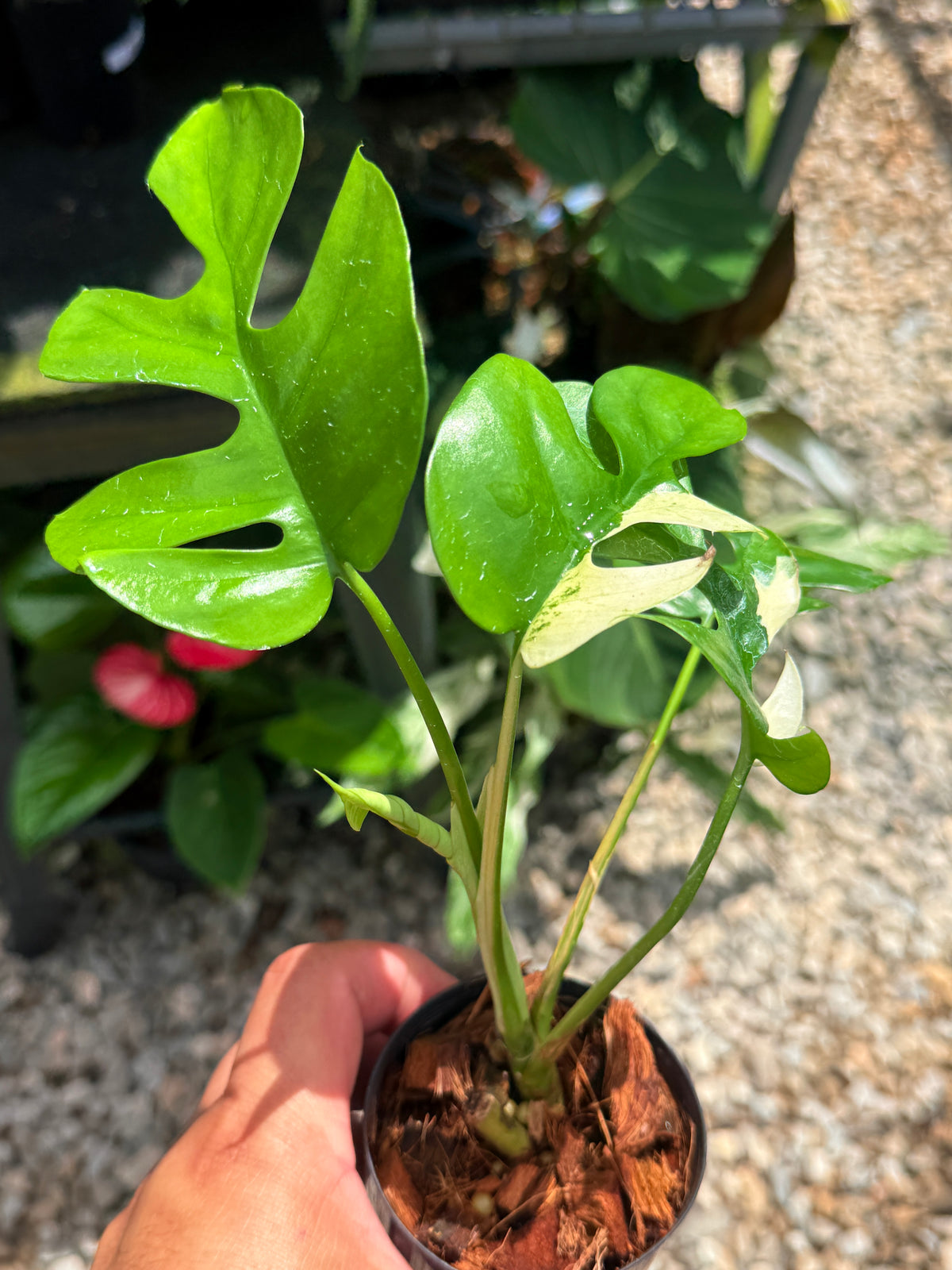 Rhaphidophora 'Tetrasperma Variegata' V14