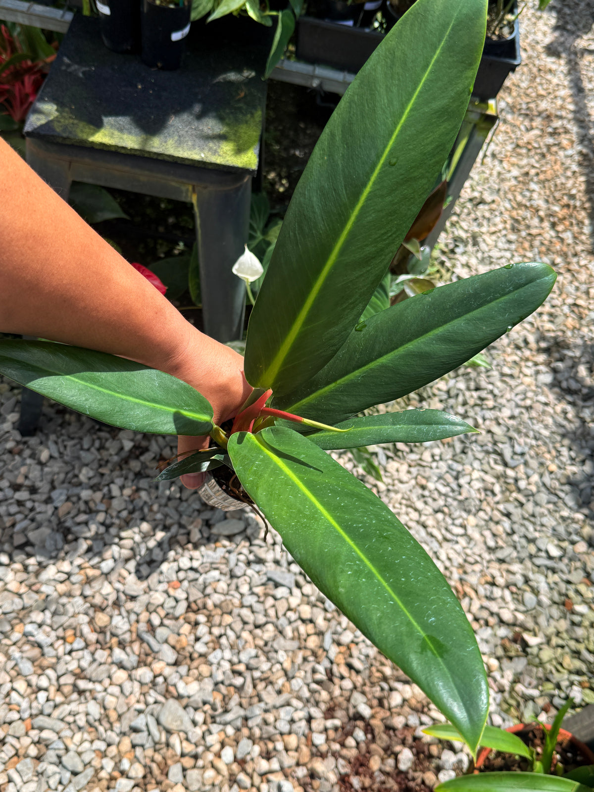Philodendron Linnaei - LARGE M23