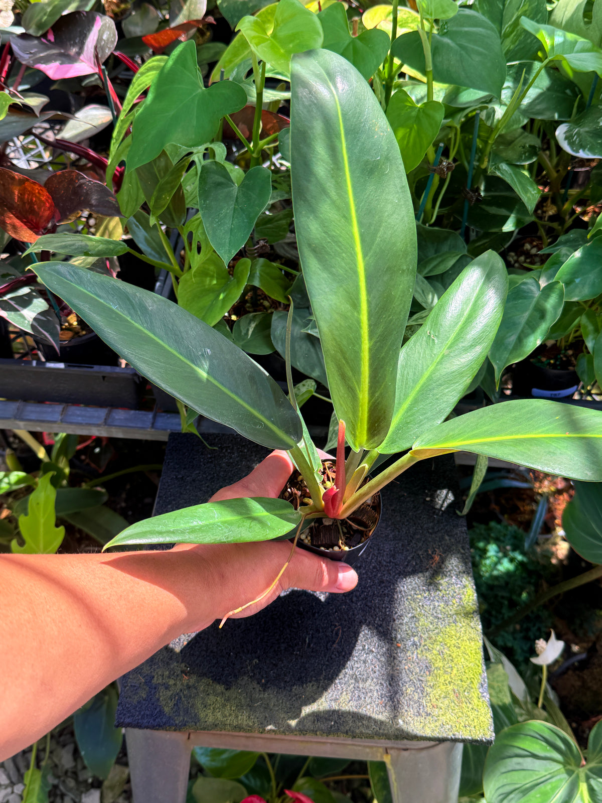 Philodendron Linnaei - LARGE V12