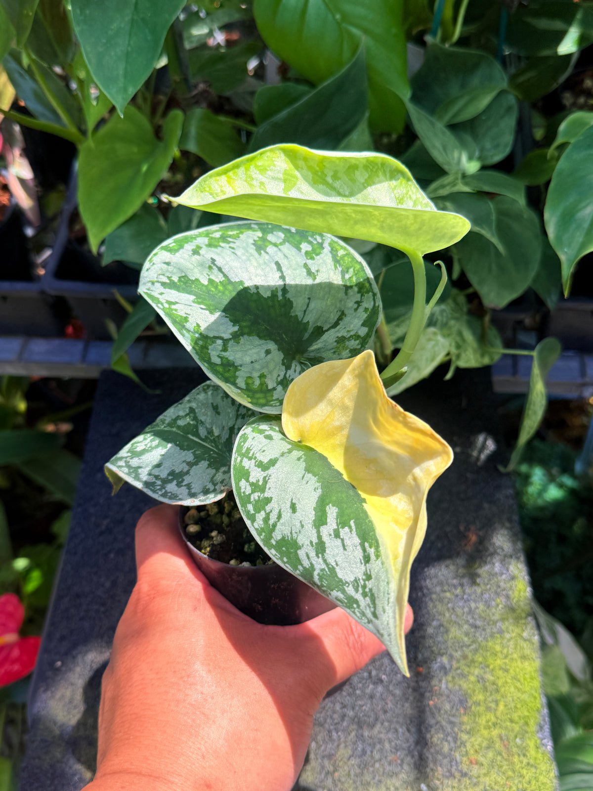 Scindapsus 'Pictus Area Mayari Variegata' V8