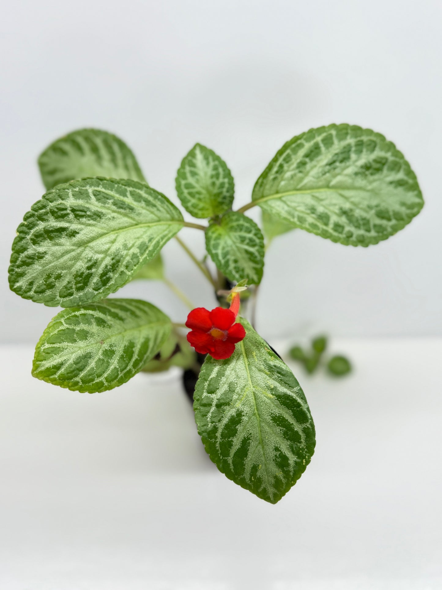 Episcia Faded Jade - Red Flowering V3