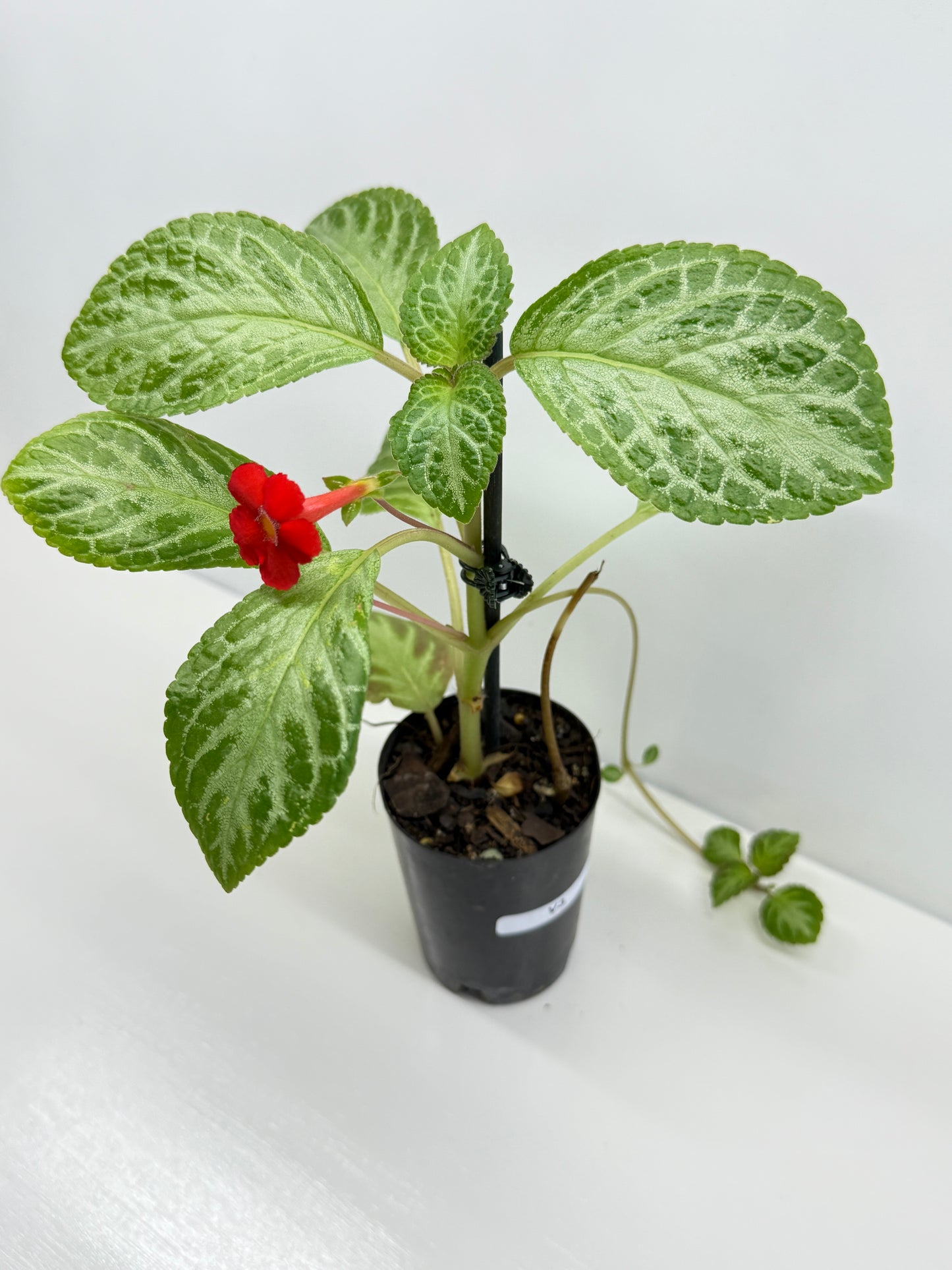Episcia Faded Jade - Red Flowering V3