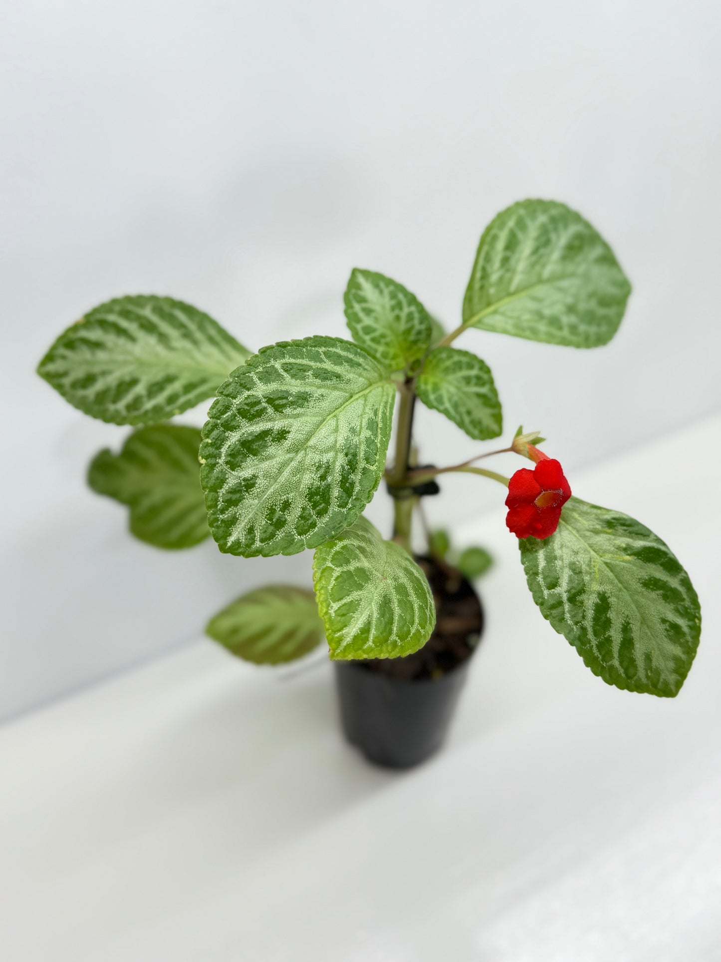 Episcia Faded Jade - Red Flowering V3