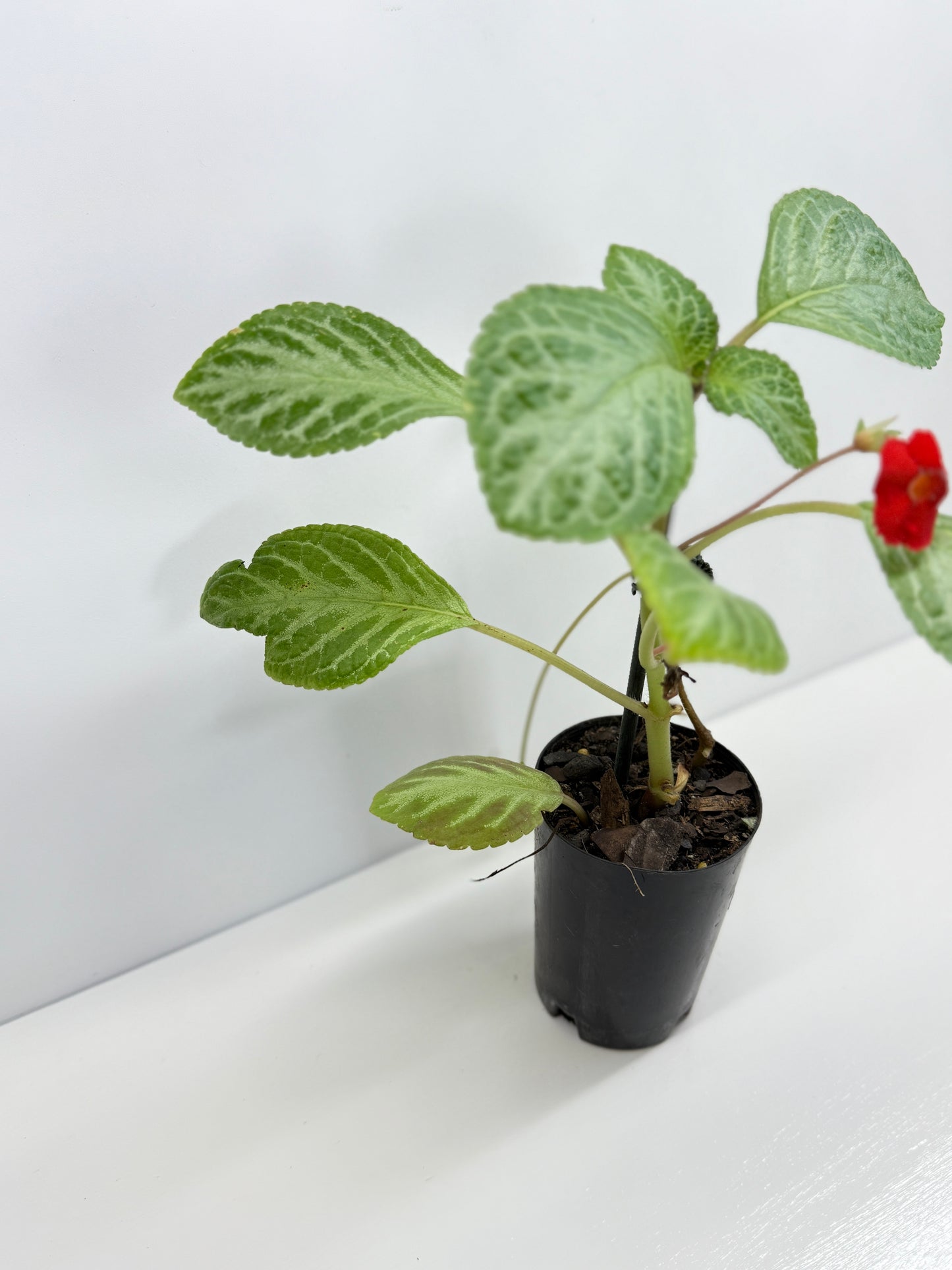 Episcia Faded Jade - Red Flowering V3