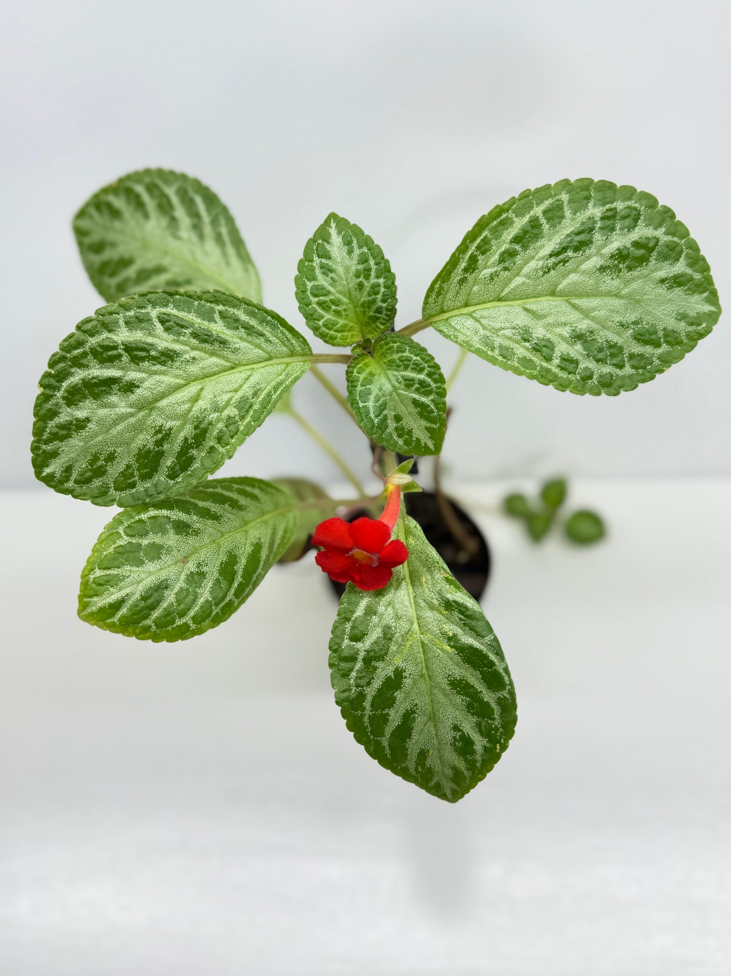 Episcia Faded Jade - Red Flowering V3