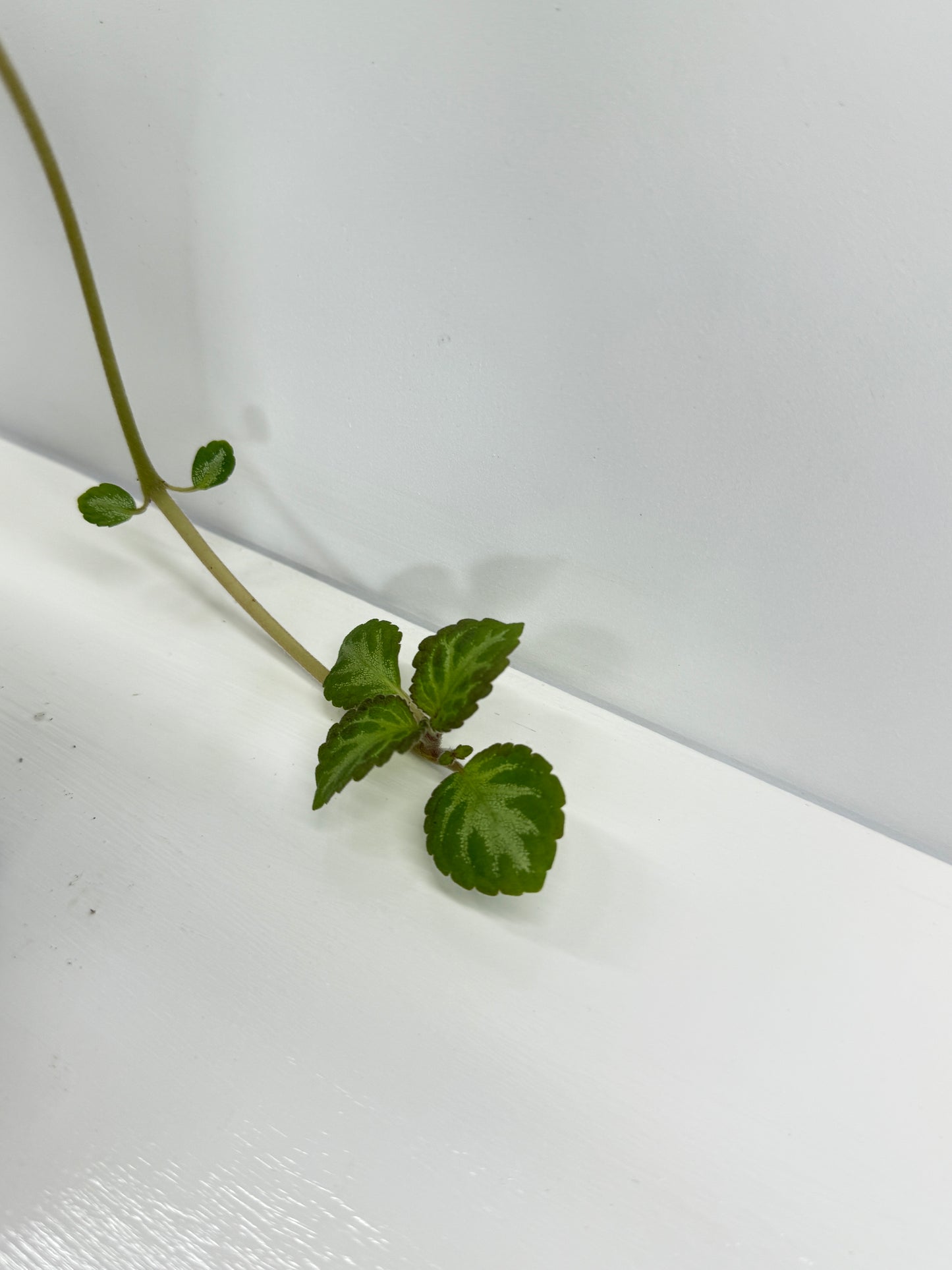 Episcia Faded Jade - Red Flowering V3
