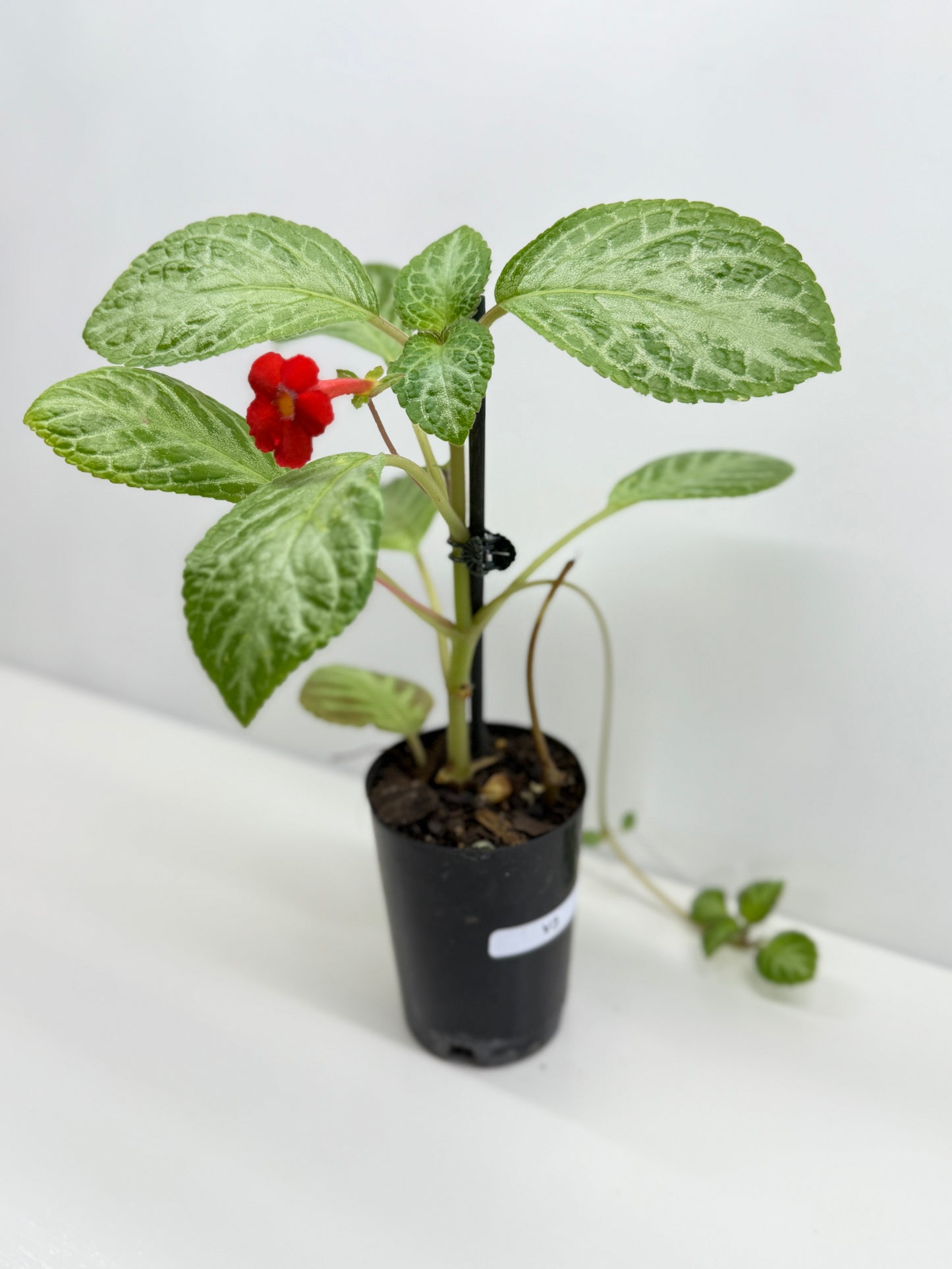 Episcia Faded Jade - Red Flowering V3