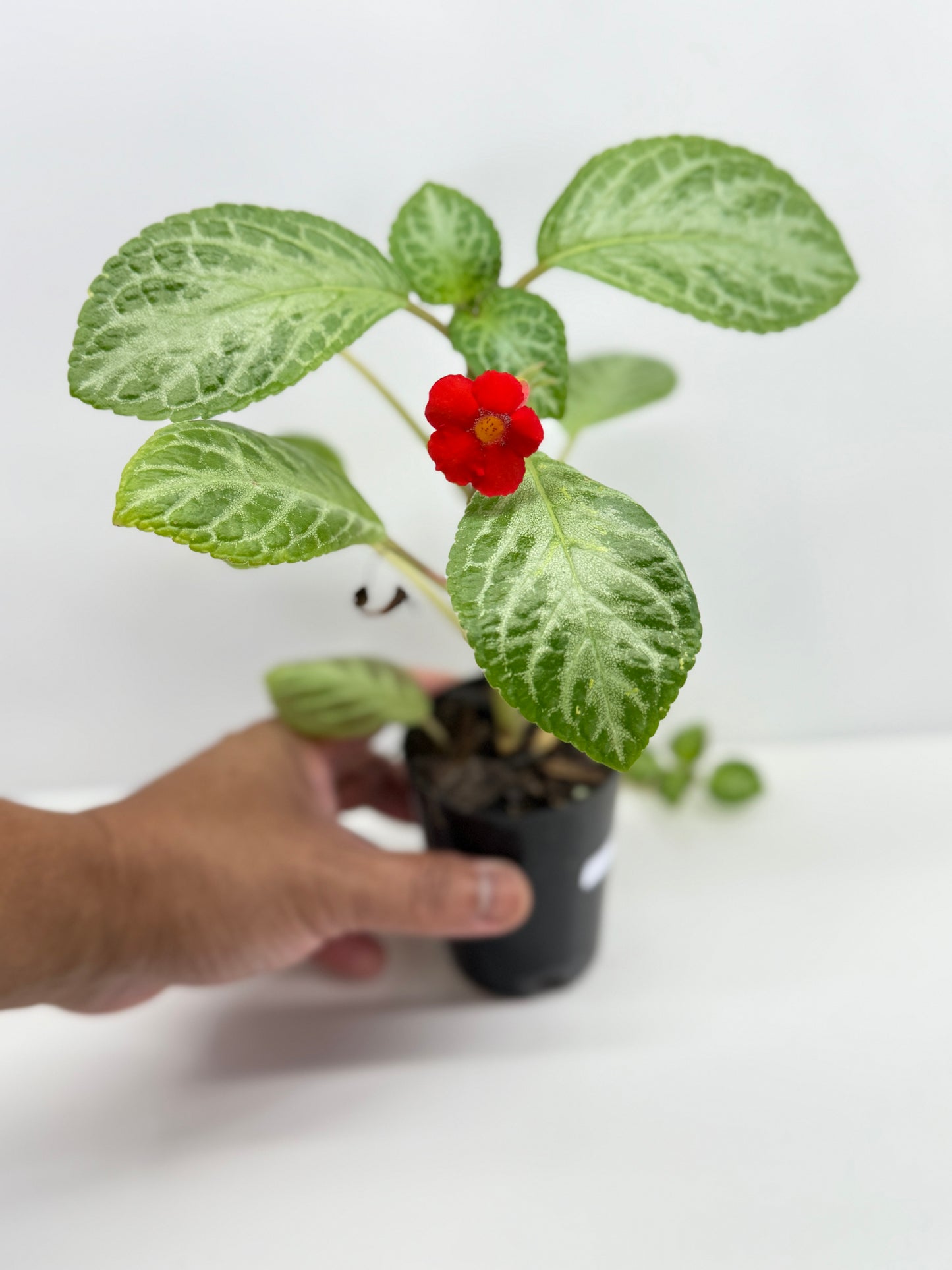Episcia Faded Jade - Red Flowering V3