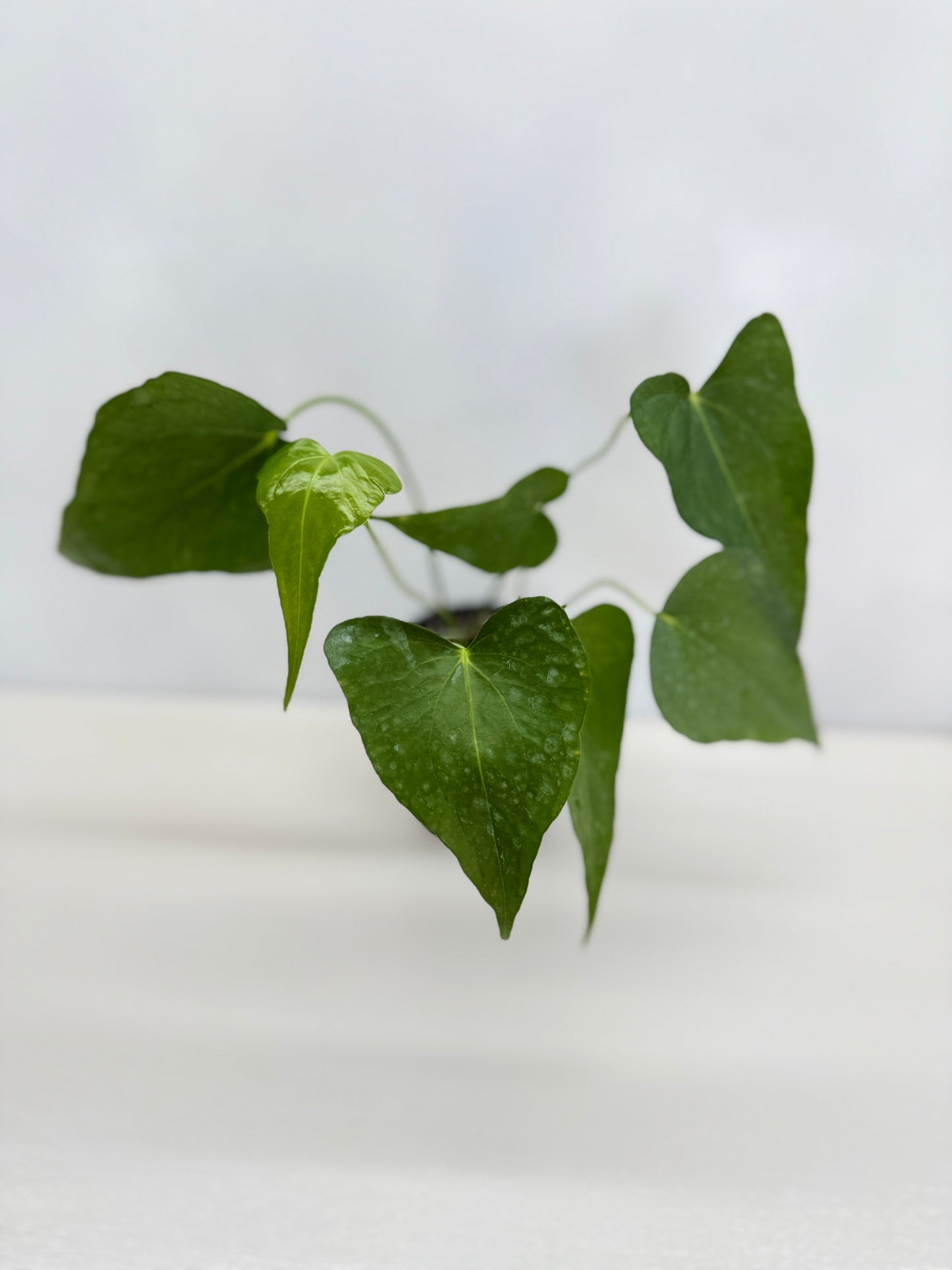 Anthurium Macrolobium 'Anthurium Batman' - Matured Form C7
