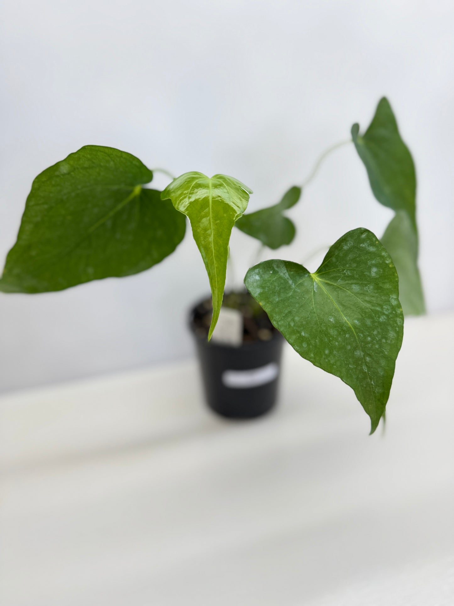 Anthurium Macrolobium 'Anthurium Batman' - Matured Form C7