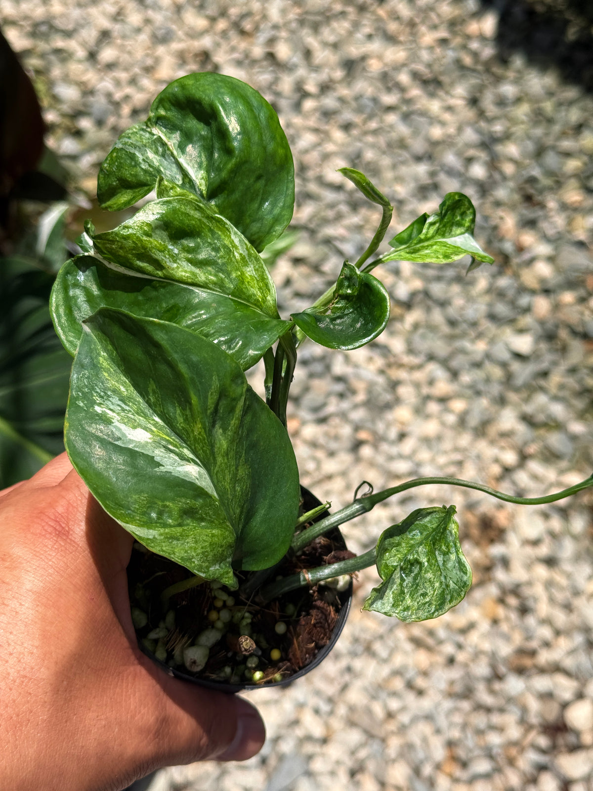 Epipremnum Sp. 'Bali Hanoman' NONTC Q42