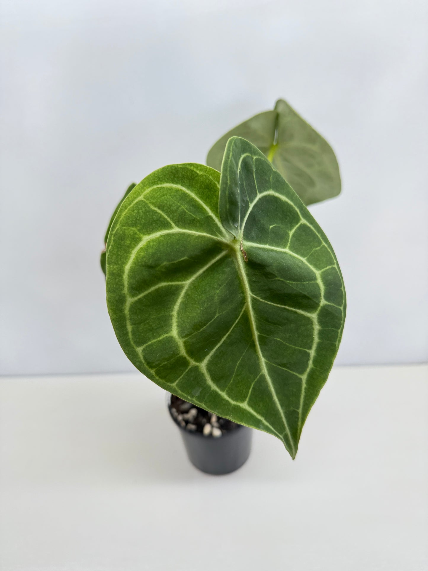 Anthurium Clarinervium 'Velvet' C8