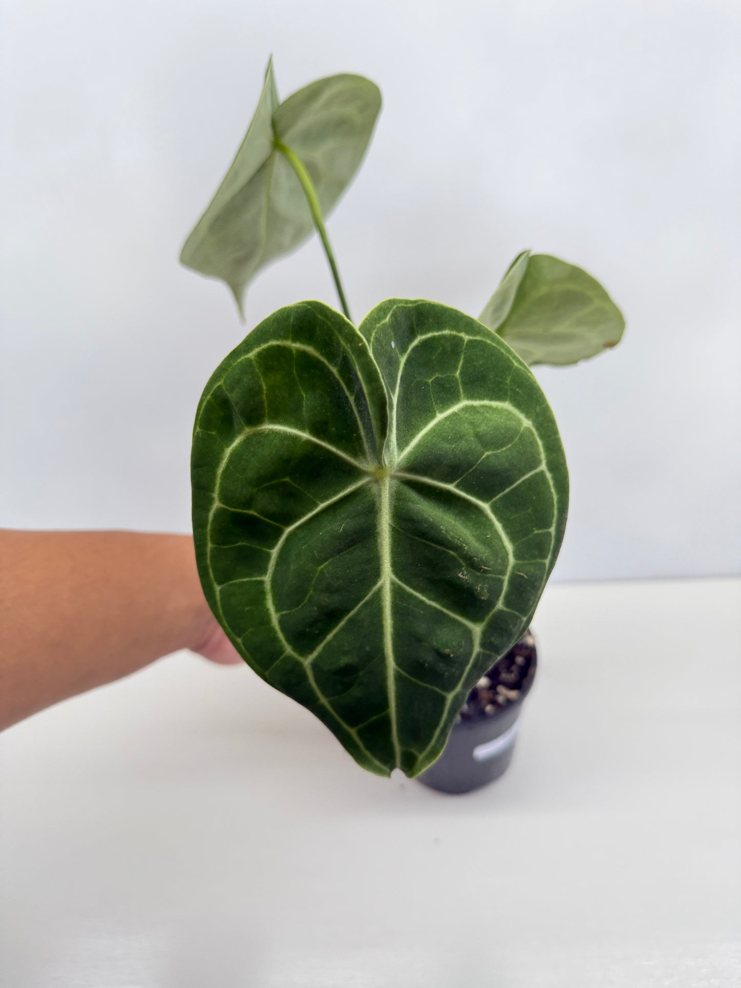 Anthurium Clarinervium 'Velvet' C8