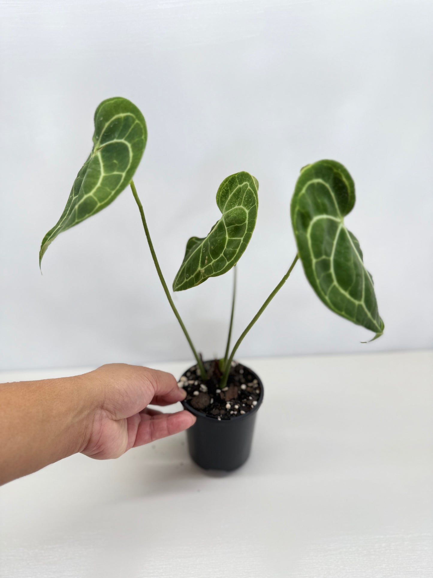 Anthurium Clarinervium 'Velvet' C8