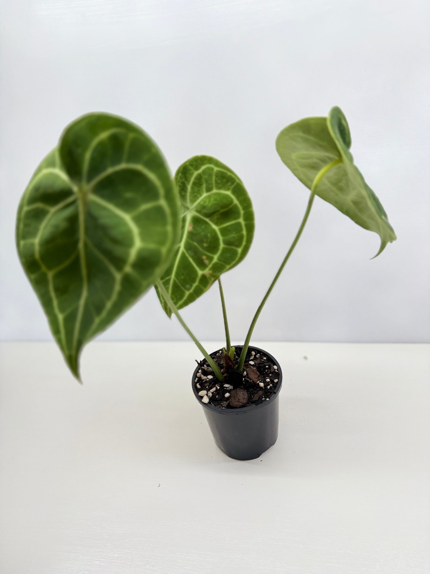 Anthurium Clarinervium 'Velvet' C8