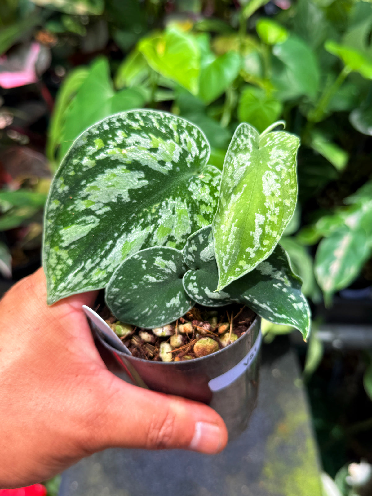 Scindapsus 'Pictus Tricolour' V51