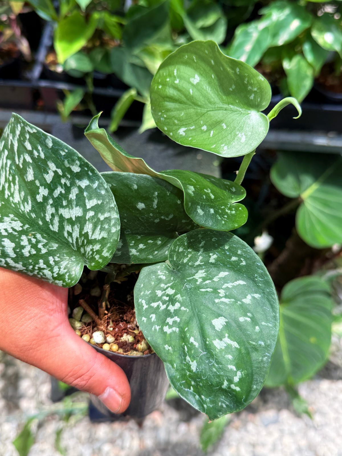 Scindapsus Argyraeus 'Crocodile' Q49