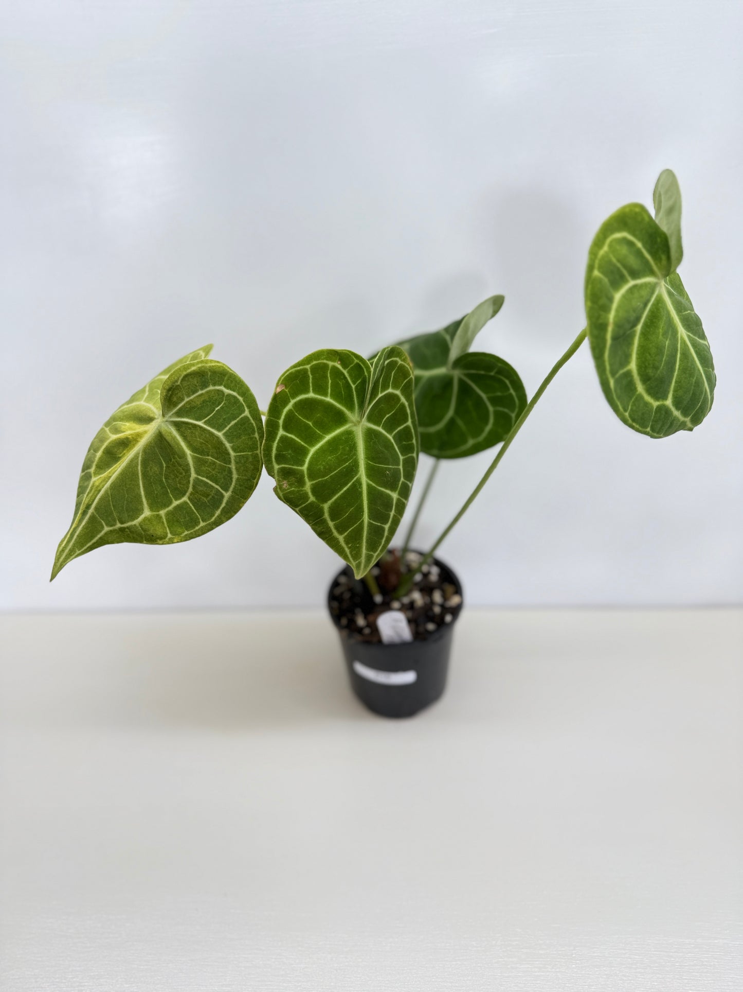 Anthurium Clarinervium 'Velvet' C10