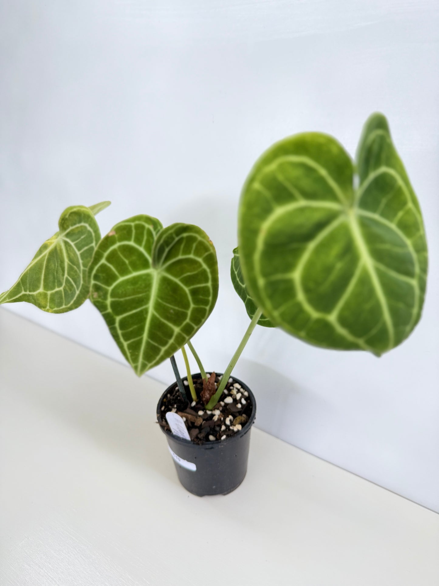 Anthurium Clarinervium 'Velvet' C10