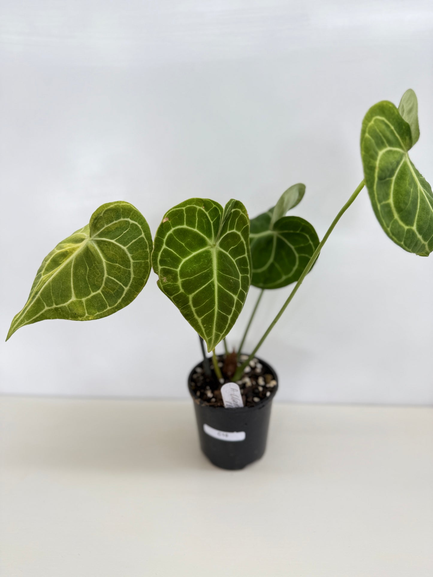 Anthurium Clarinervium 'Velvet' C10