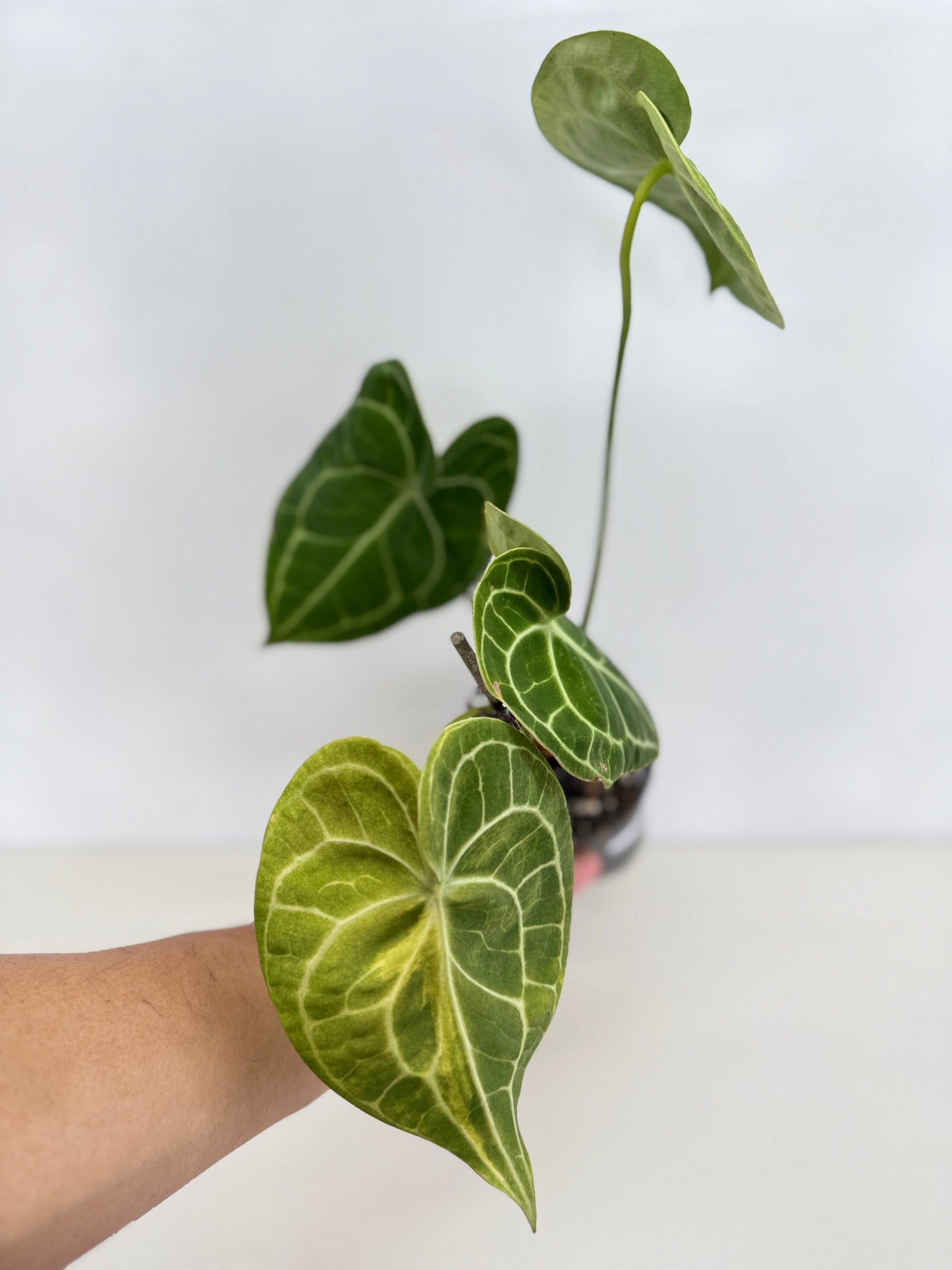 Anthurium Clarinervium 'Velvet' C10
