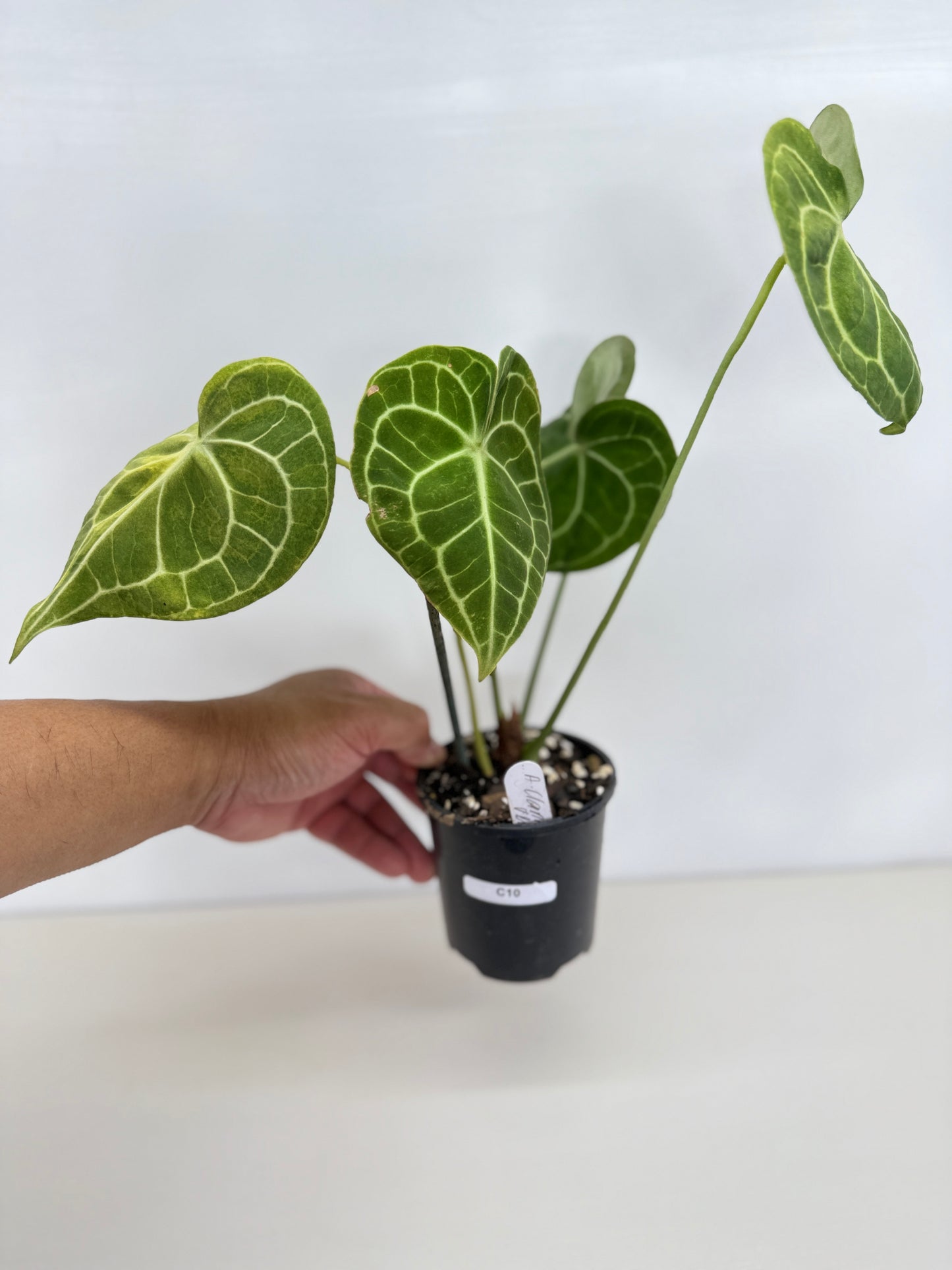 Anthurium Clarinervium 'Velvet' C10