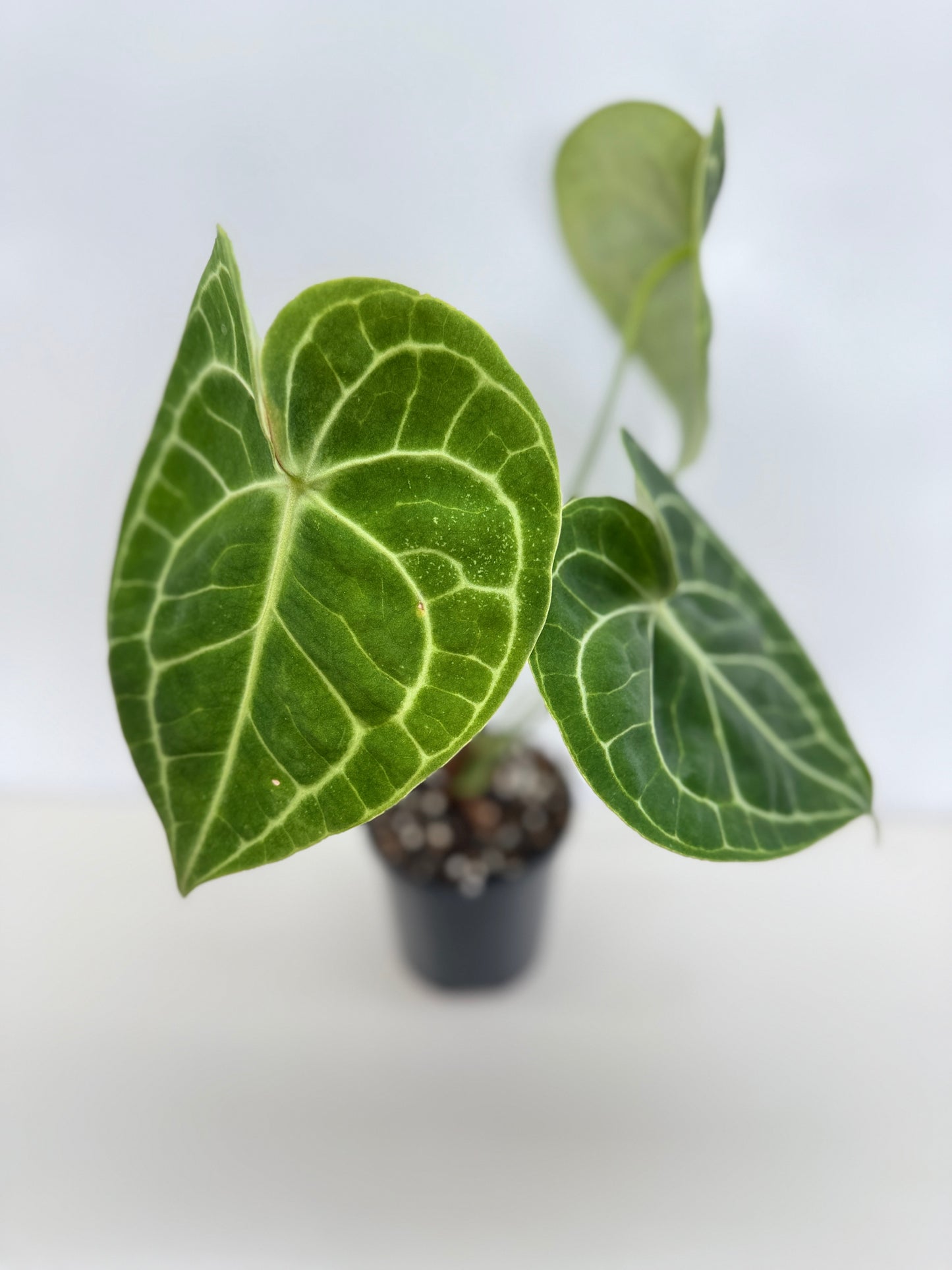 Anthurium Clarinervium 'Velvet' C9