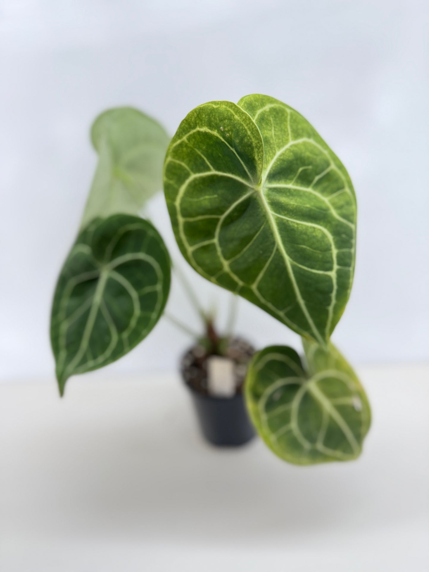 Anthurium Clarinervium 'Velvet' C9