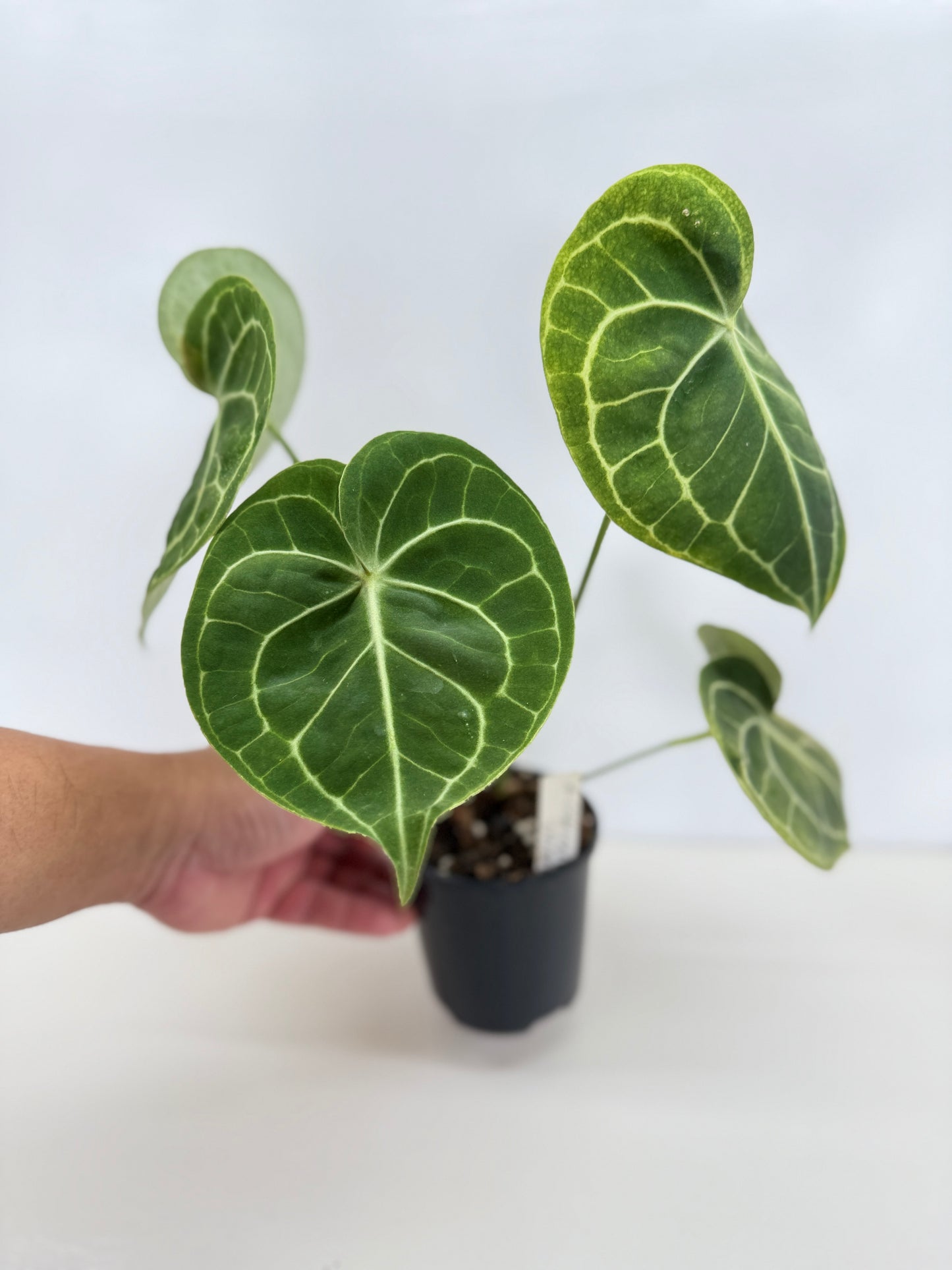 Anthurium Clarinervium 'Velvet' C9