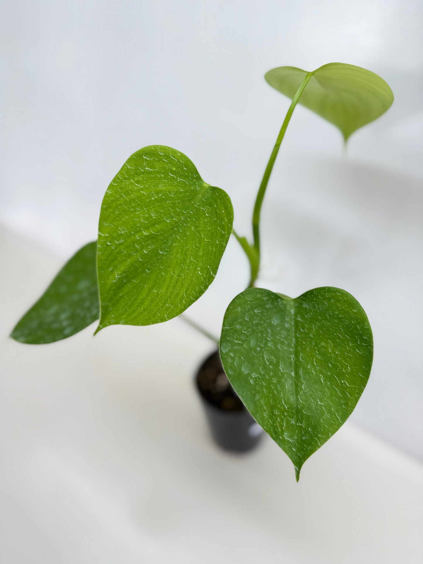 Philodendron microstictum C13