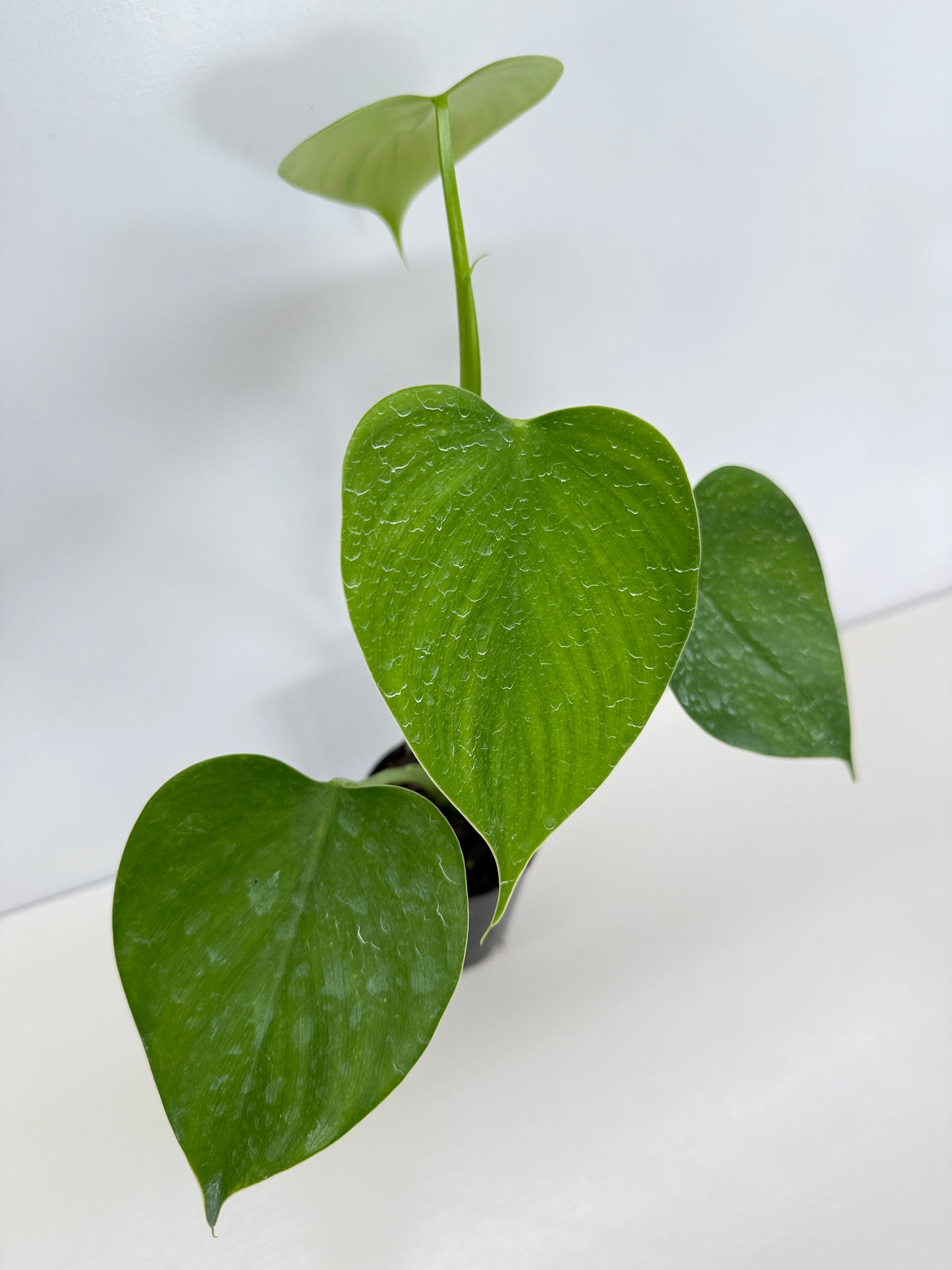 Philodendron microstictum C13