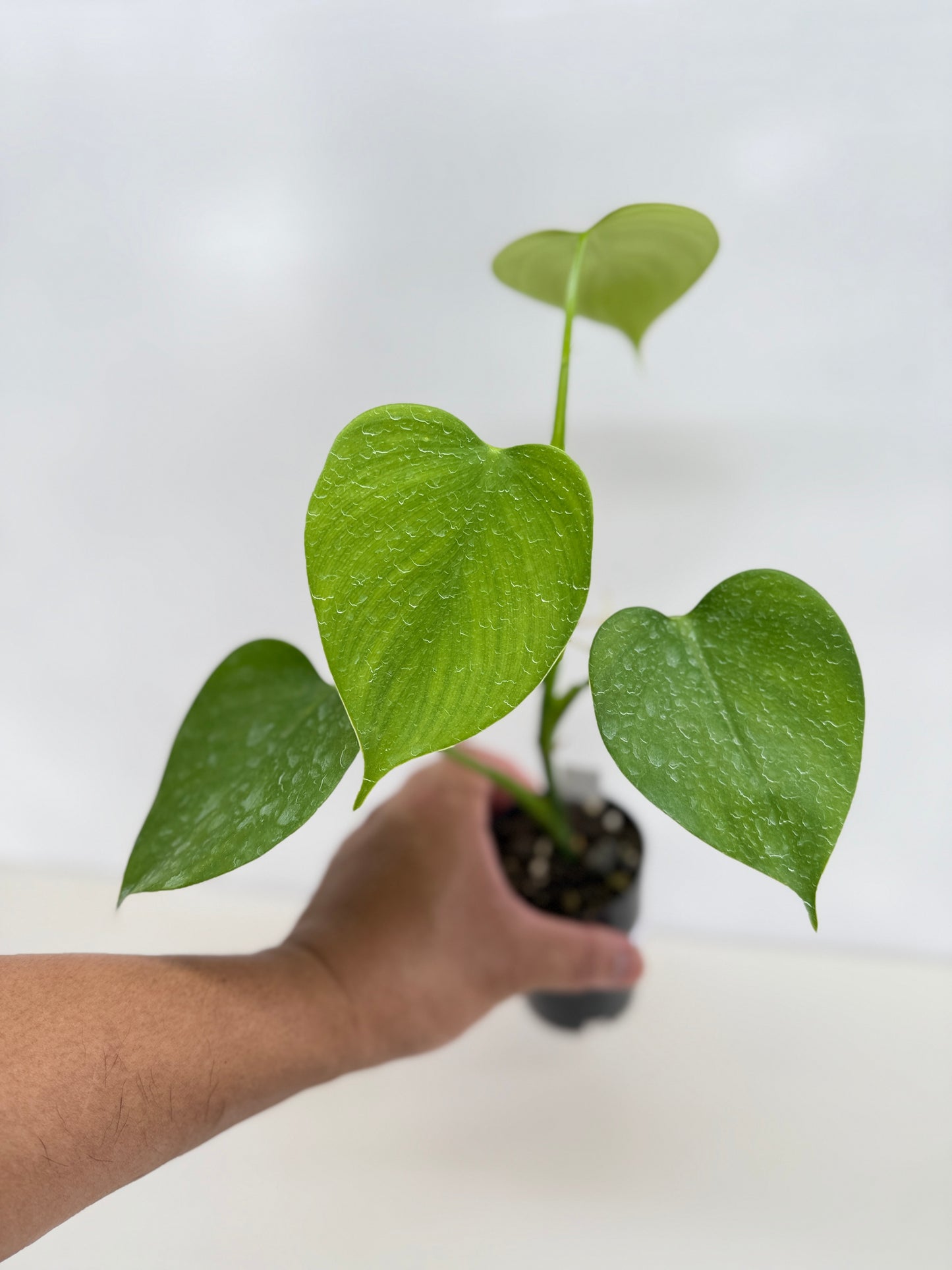 Philodendron microstictum C13