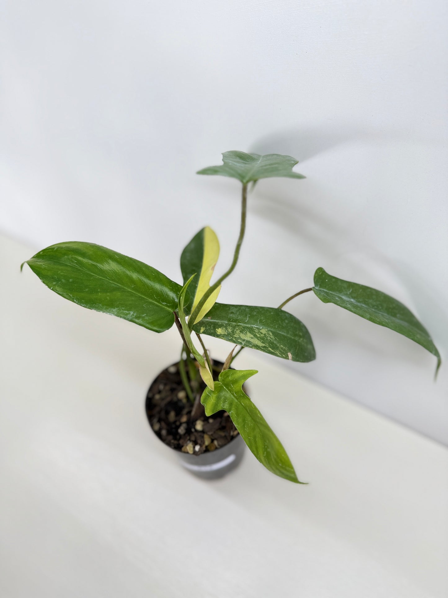 Philodendron 'Florida Beauty' C14