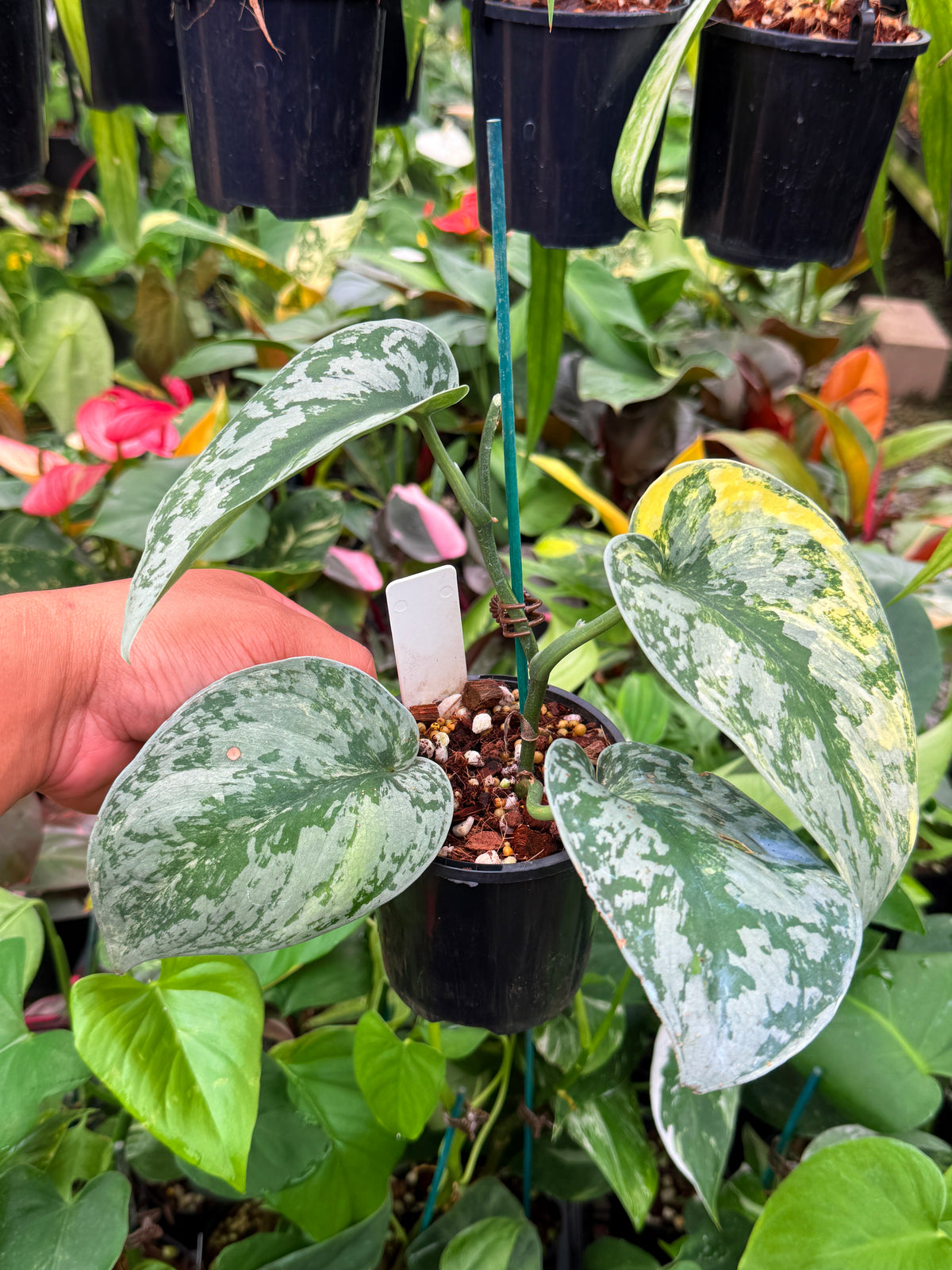 Scindapsus 'Pictus Area Mayari Variegata' V53