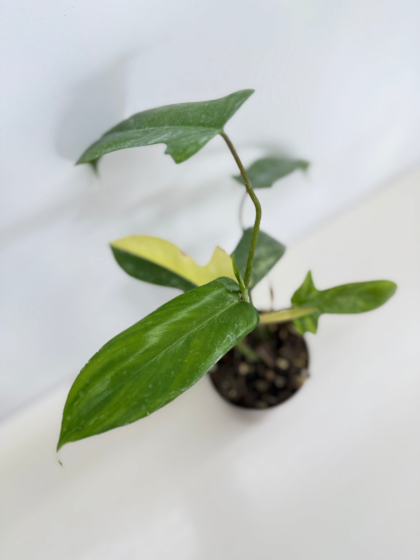 Philodendron 'Florida Beauty' C14