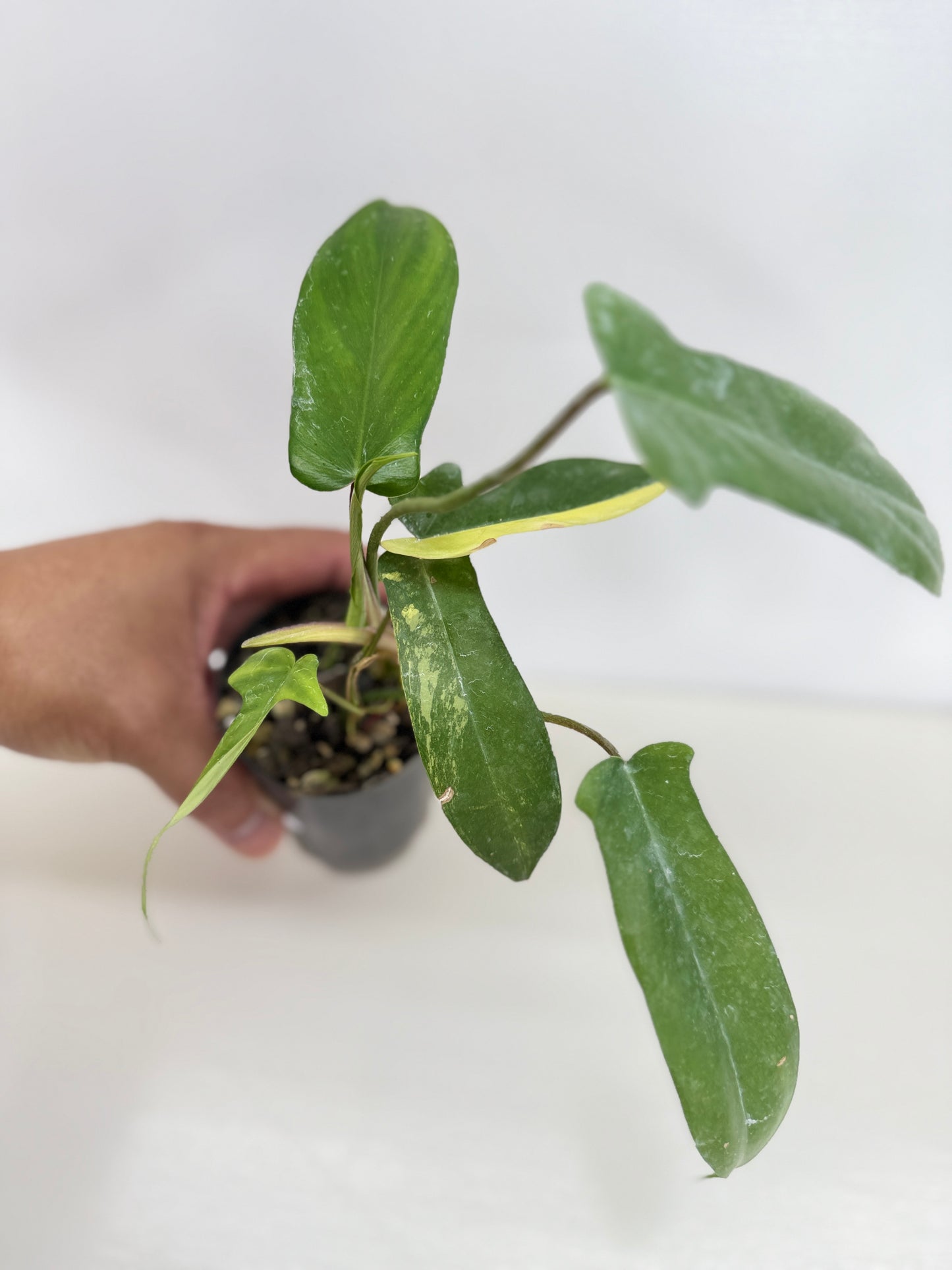 Philodendron 'Florida Beauty' C14