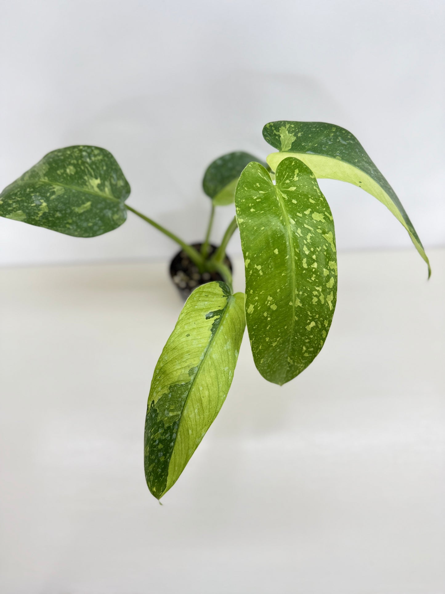 Philodendron 'Jose Buono' - Large NONTC C15