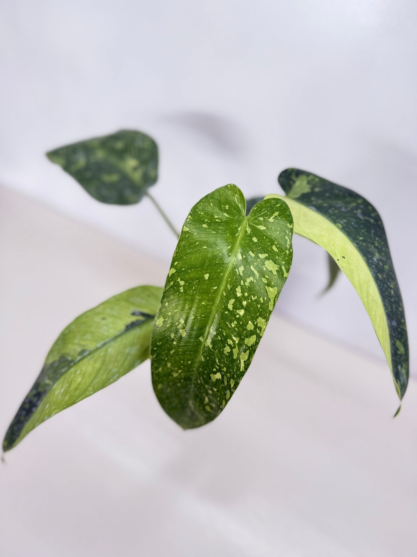 Philodendron 'Jose Buono' - Large NONTC C15