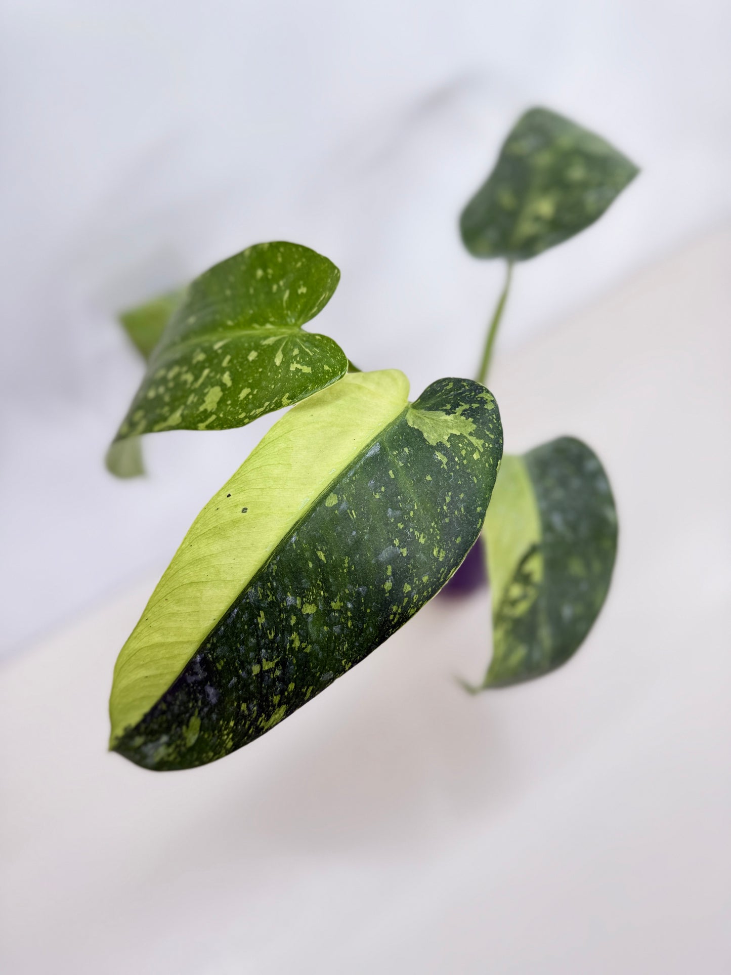 Philodendron 'Jose Buono' - Large NONTC C15