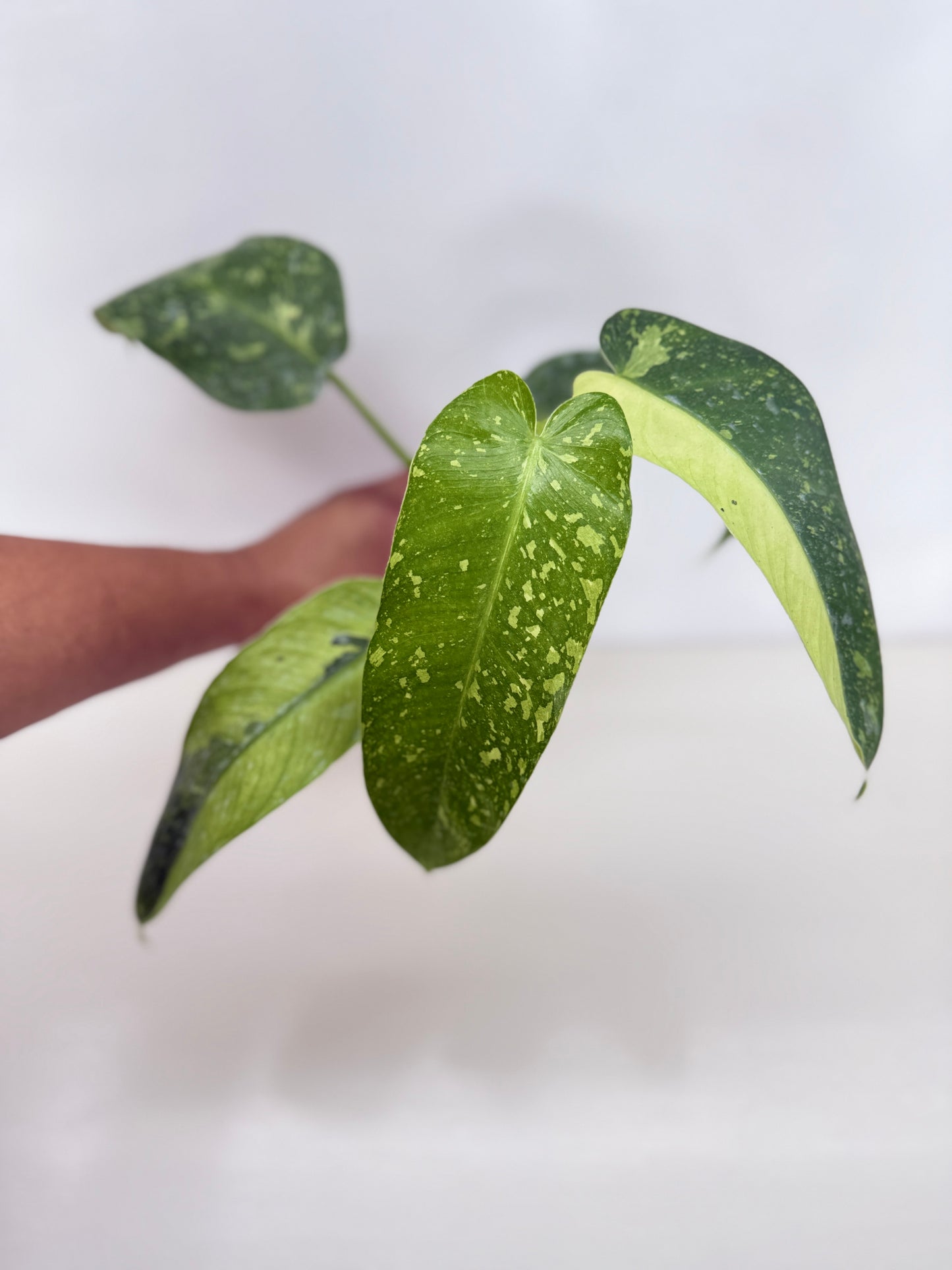 Philodendron 'Jose Buono' - Large NONTC C15