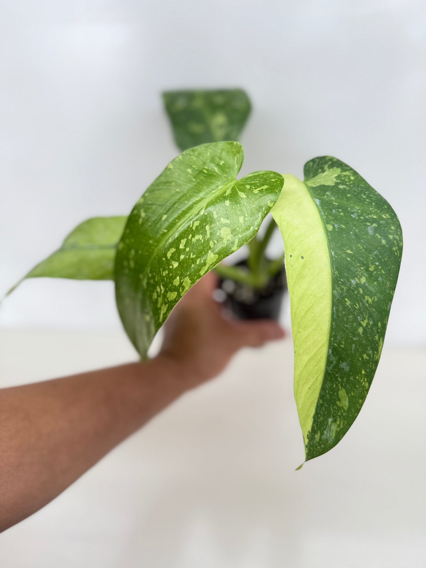 Philodendron 'Jose Buono' - Large NONTC C15
