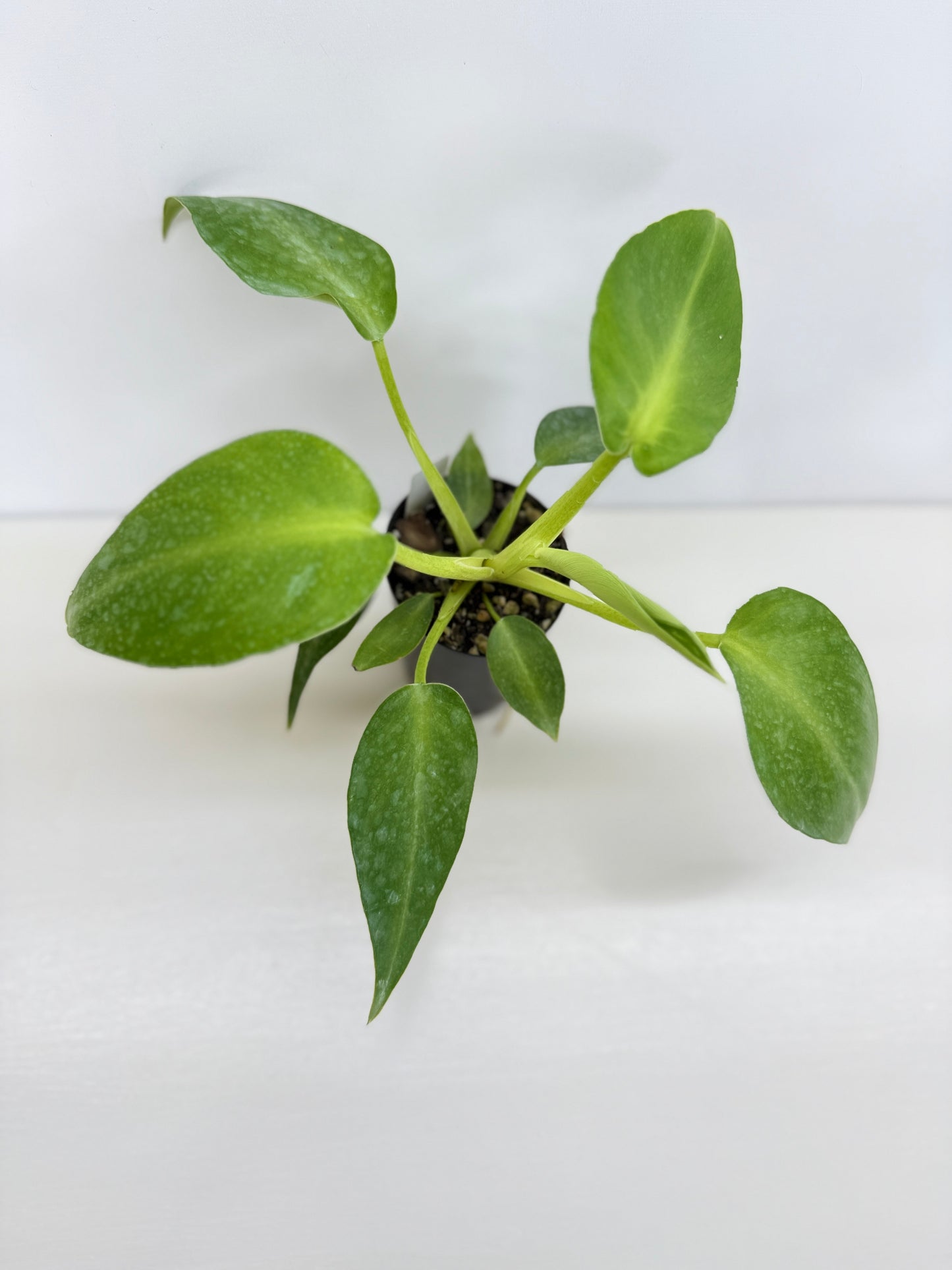 Philodendron Rugosum - Juvenile C16