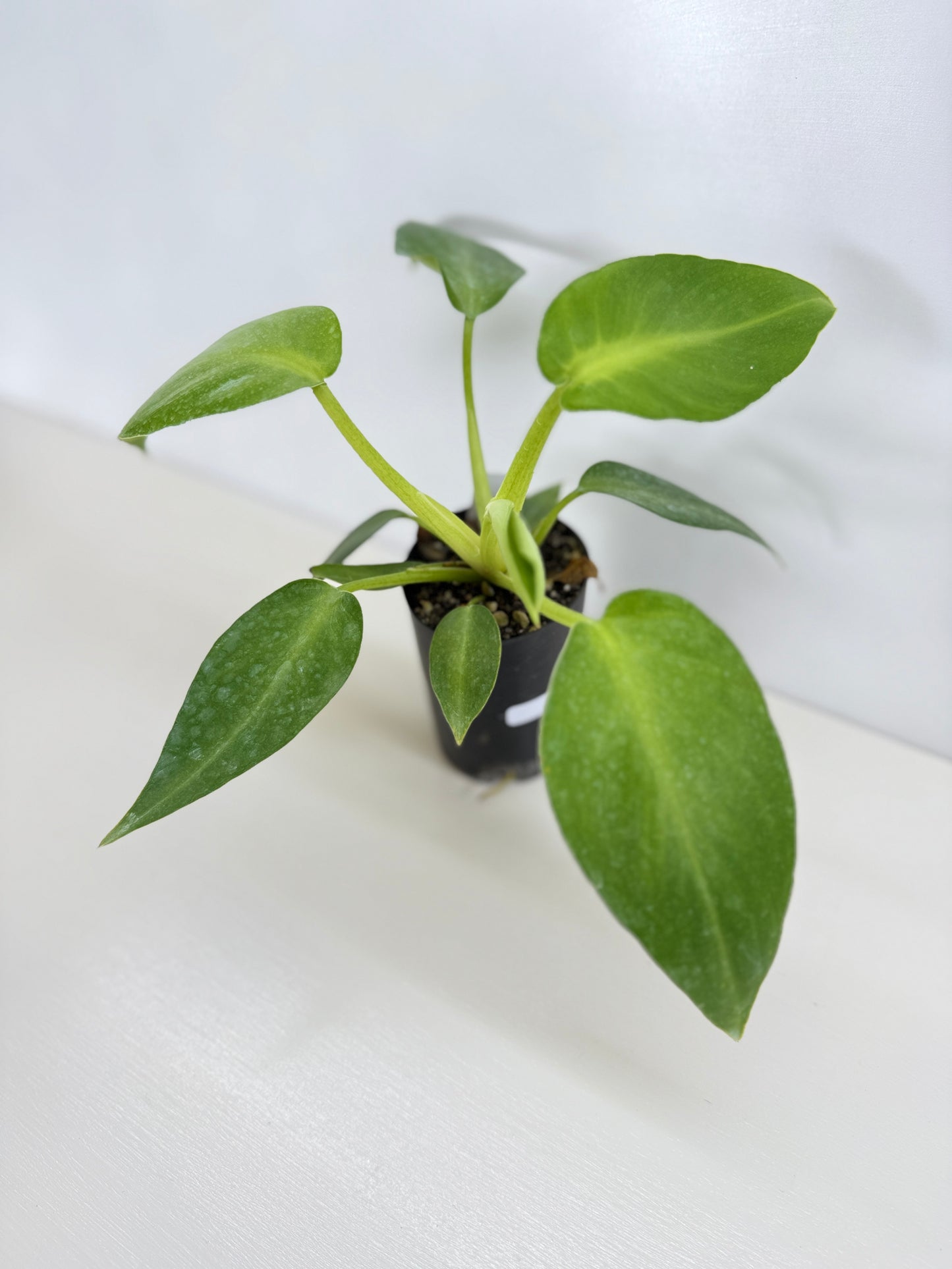 Philodendron Rugosum - Juvenile C16