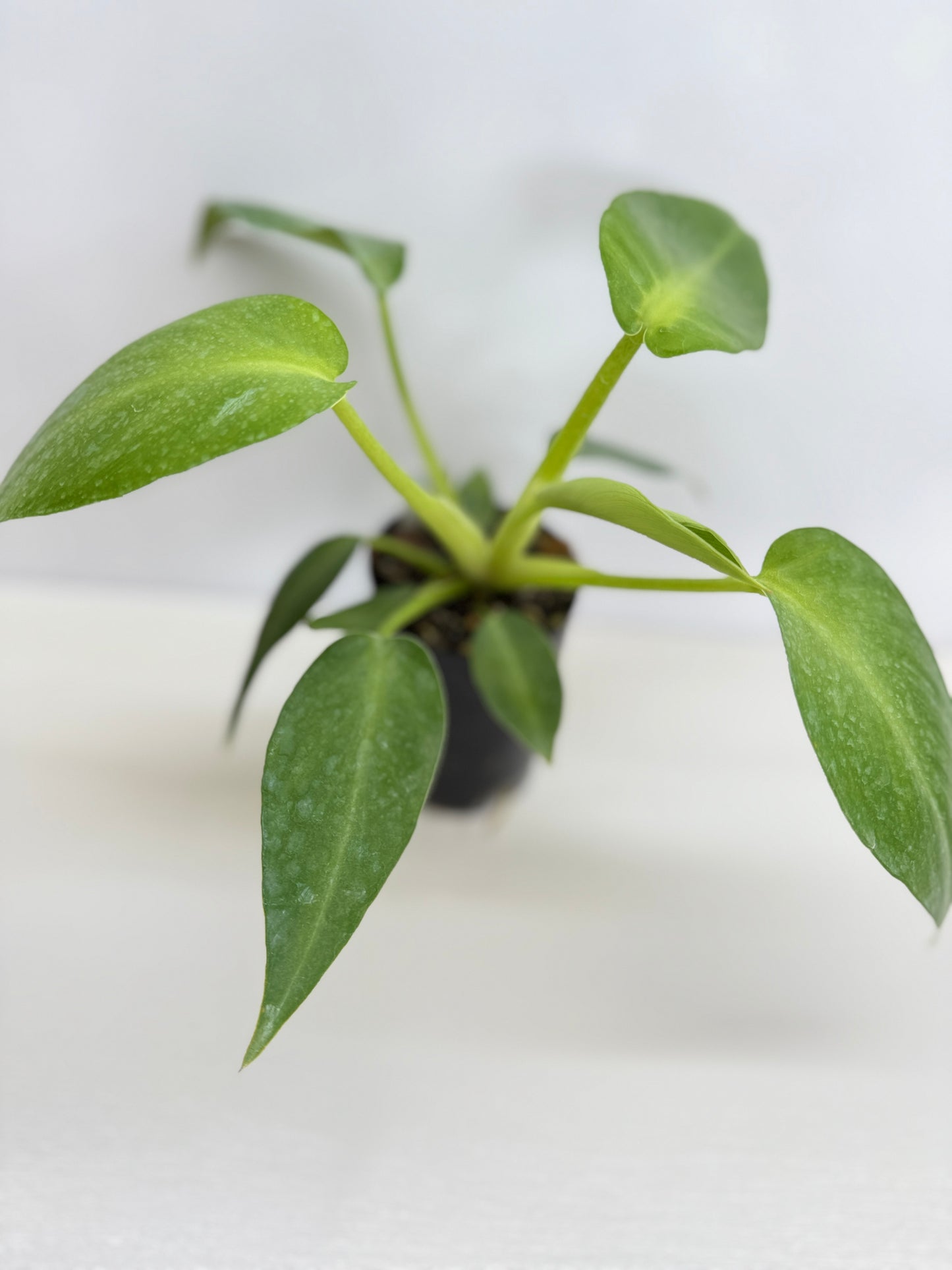 Philodendron Rugosum - Juvenile C16