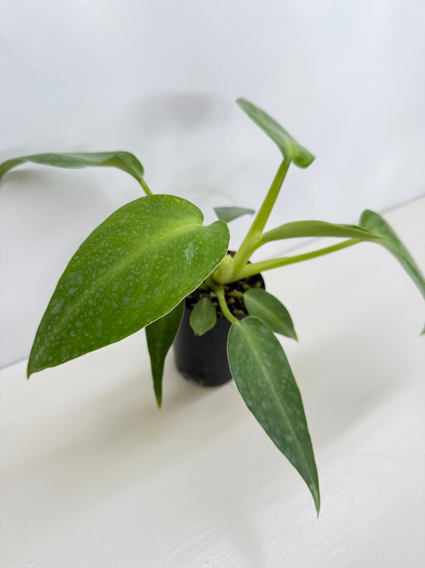 Philodendron Rugosum - Juvenile C16